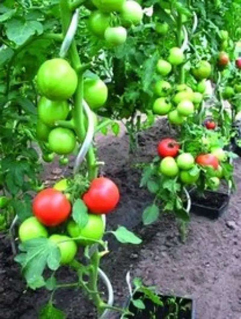 tyč k rajčatům spirálová 1.8m, 6.5mm PVC